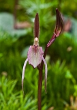 Cyrtostylis reniformus Small Gnat-orchid(a)